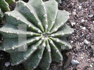 包头刑事二审律师在线解答 包头刑事二审律师在线解答