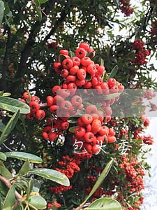 包头委托债务律师哪个好 包头委托债务律师哪个好