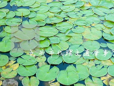 包头市代理交通肇事律师 包头市代理交通肇事律师