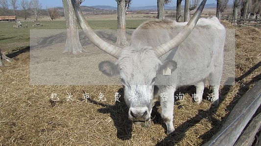 包头市免费法律咨询电话 包头市免费法律咨询电话