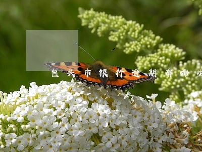 包头市银行逾期有哪些人 包头市银行逾期有哪些人