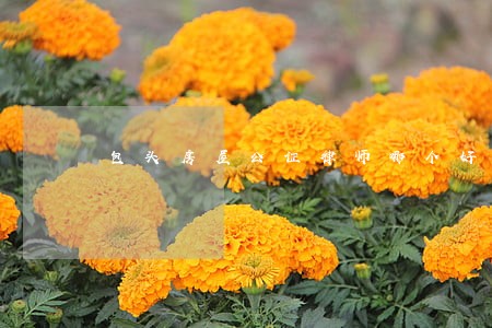 包头房屋公证律师哪个好 包头房屋公证律师哪个好