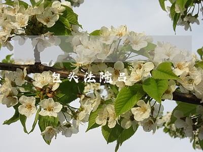 包头法院吕 包头法院吕