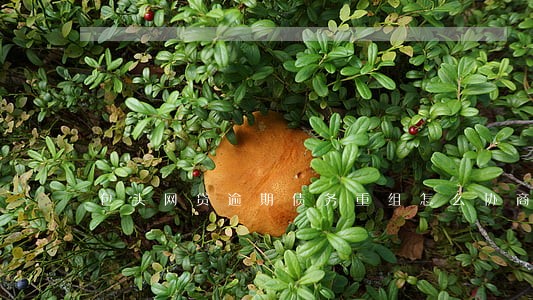包头网贷逾期债务重组怎么协商 包头网贷逾期债务重组怎么协商