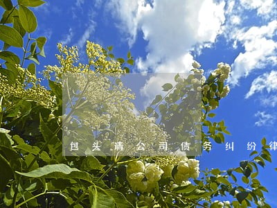 包头请公司债务纠纷律师 包头请公司债务纠纷律师