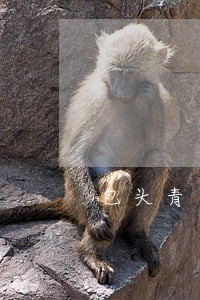 包头青山法院刑庭 包头青山法院刑庭