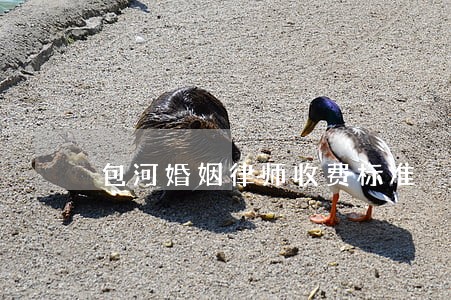 包河婚姻律师收费标准 包河婚姻律师收费标准