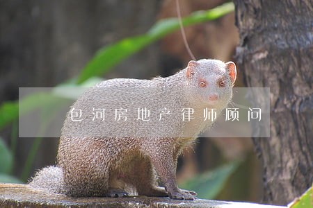 包河房地产律师顾问 包河房地产律师顾问