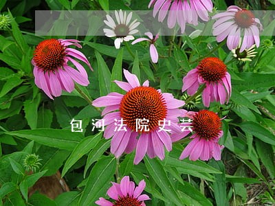 包河法院史芸