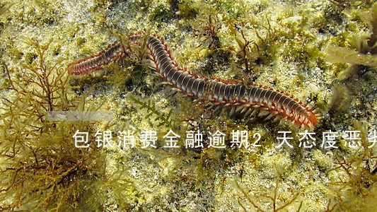 包银消费金融逾期2天态度恶劣 包银消费金融逾期2天态度恶劣
