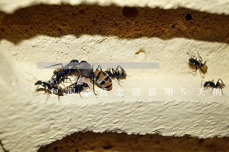 包银消费金融逾期5天的后果 包银消费金融逾期5天的后果