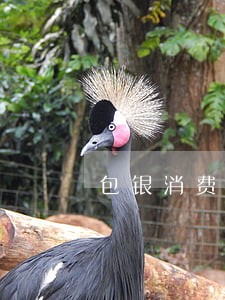包银消费金融逾期9天上征信不 包银消费金融逾期9天上征信不
