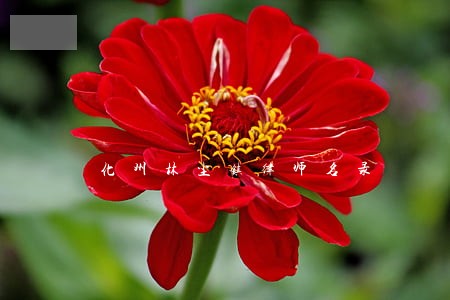 化州林尘镇律师名录