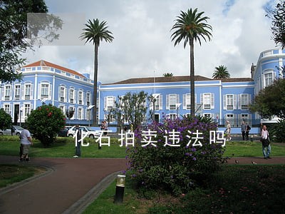 化石拍卖违法吗