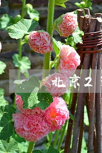 北京2331套设备专盯违法停车