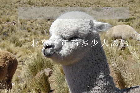 北京一年有多少人离婚 北京一年有多少人离婚