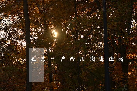 北京一户两只狗违法吗 北京一户两只狗违法吗