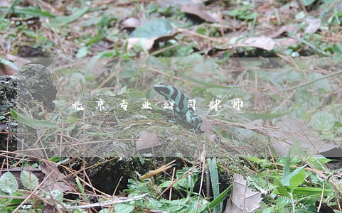 北京专业公司律师