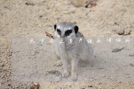 北京专业遗产继承律师所 北京专业遗产继承律师所