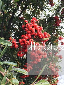 北京东友商事诉讼律师 北京东友商事诉讼律师