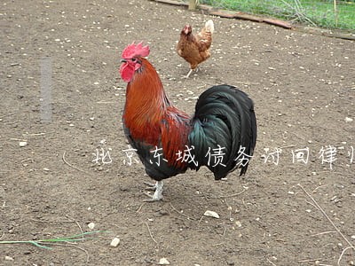 北京东城债务讨回律师怎么收费 北京东城债务讨回律师怎么收费