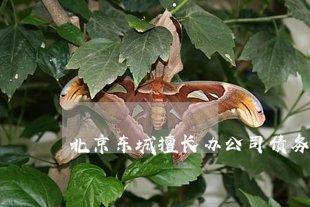 北京东城擅长办公司债务律师 北京东城擅长办公司债务律师