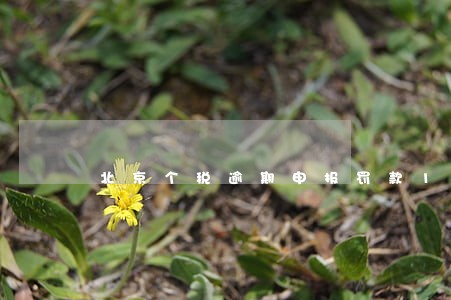 北京个税逾期申报罚款1000