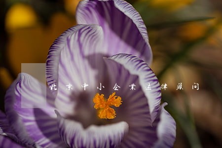 北京中小企业法律顾问 北京中小企业法律顾问