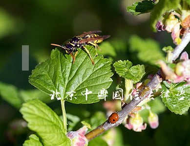 北京中鼎国信法律咨询 北京中鼎国信法律咨询