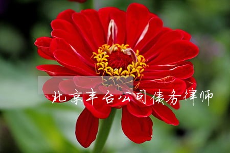 北京丰台公司债务律师 北京丰台公司债务律师
