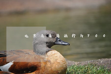 北京交通违法行为7006 北京交通违法行为7006