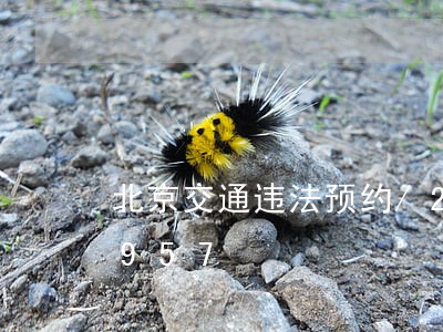 北京交通违法预约/2023020347957