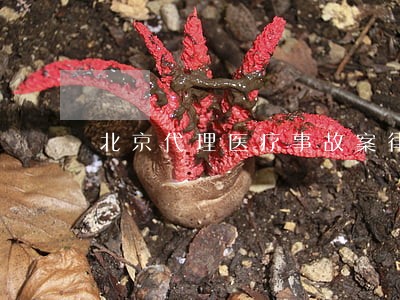 北京代理医疗事故案律师 北京代理医疗事故案律师