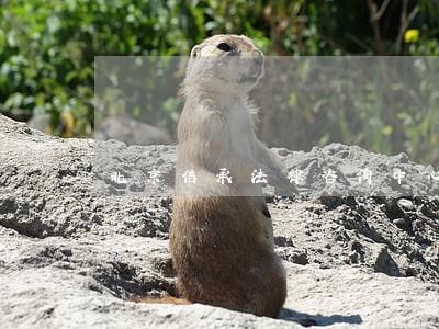 北京信承法律咨询中心