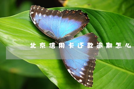 北京信用卡还款逾期怎么办 北京信用卡还款逾期怎么办