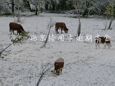 北京信用卡逾期本金
