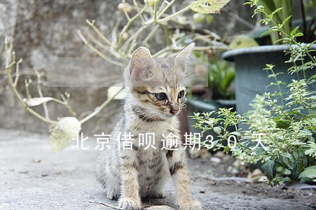 北京借呗逾期30天 北京借呗逾期30天