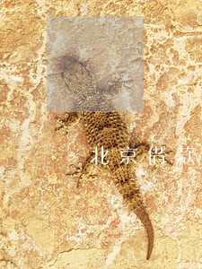 北京借款协议律师免费法律咨询 北京借款协议律师免费法律咨询