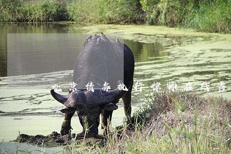北京债务执行律师在线咨询 北京债务执行律师在线咨询