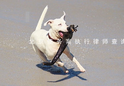 北京债务案执行律师查询