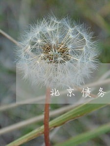 北京债务纠纷律师有哪些问题 北京债务纠纷律师有哪些问题