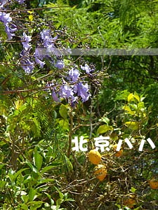 北京八八五法律咨询 北京八八五法律咨询