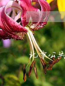 北京公共场合吸烟算违法吗