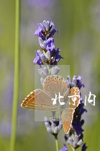 北京内部法律顾问报价
