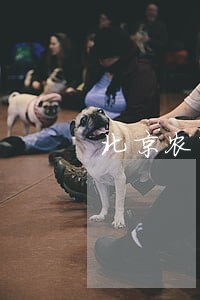 北京农商银行信用卡逾期短信 北京农商银行信用卡逾期短信
