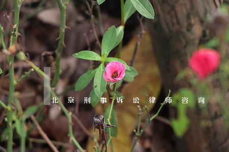 北京刑事诉讼律师咨询 北京刑事诉讼律师咨询