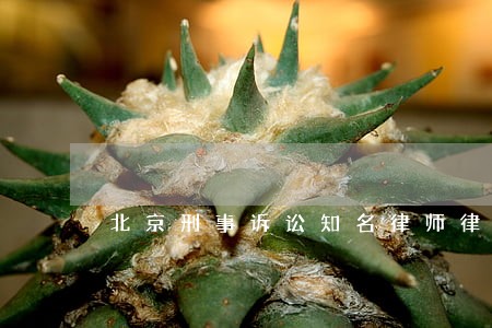 北京刑事诉讼知名律师律师价格 北京刑事诉讼知名律师律师价格