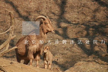 北京加大涉牌违法处罚力度 北京加大涉牌违法处罚力度