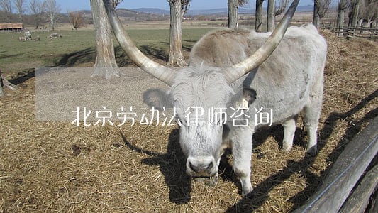 北京劳动法律师咨询 北京劳动法律师咨询