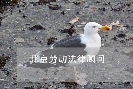 北京劳动法律顾问 北京劳动法律顾问